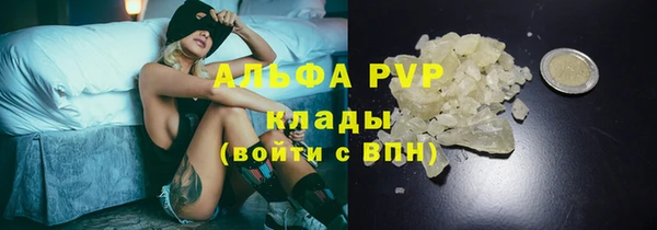 прущие грибы Аркадак